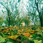 پنجره دوجداره شبستر